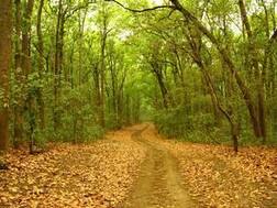 Spend time with nature to fight depression