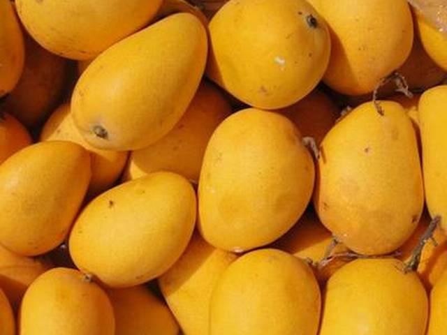 Rataul Mango Another India Pak Flashpoint কার বাগানে ফলে রাতাউল: আমের মালিকানা নিয়ে ভারত-পাক ঠোকাঠুকি