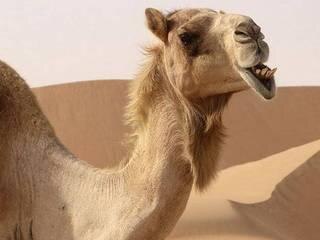Enraged By Extreme Heat Camel Murders Owner প্রচণ্ড গরমে আগুন মাথা, রাজস্থানে মালিককে খুন করে বসল উট