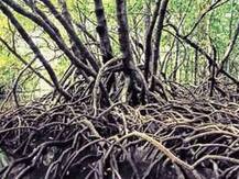 সুন্দরবনে মিলল মৌর্যযুগের সমসাময়িক সভ্যতার চিহ্ন