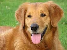 भटक्या कुत्र्याला वाचवताना कार अपघात, एकाचा मृत्यू