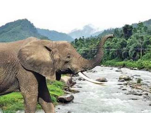 Girl Dies After Elephant Throws Stone In Morocco Zoo মরক্কোর চিড়িয়াখানায় হাতির ছোঁড়া পাথরের ঘায়ে মৃত্যু বাচ্চা মেয়ের