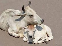 কেন্দ্রের গবাদি পশু নির্দেশিকার প্রতিবাদে প্রকাশ্যে বাছুর হত্যায় কেরলে গ্রেফতার ৮ যুব কংগ্রেস কর্মী