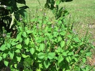 Health Benefits Of Tulsi Or Holy Basil भूख बढ़ाने से लेकर निमोनिया तक ठीक कर सकती है ये छोटी सी तुलसी!