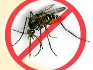 Less Dengue Chikungunya Cases This Year Delhi Govt Tells Sc दिल्ली सरकार का दावा, इस साल डेंगू और चिकनगुनिया के कम हैं मामले