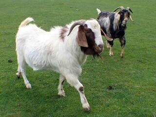 Madhya Pradesh Police Finds Stolen Goats Of Samajwadi Party Mp मध्य प्रदेश: सांसद की चोरी हुई बकरियों को महज 24 घंटे में पुलिस ने खोजा