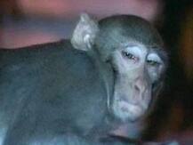 সংসদের লাইব্রেরিতে ঢুকে পড়ল বাঁদর! চেঁচামেচিতে বেরিয়ে গেল ভিআইপি গেট দিয়ে