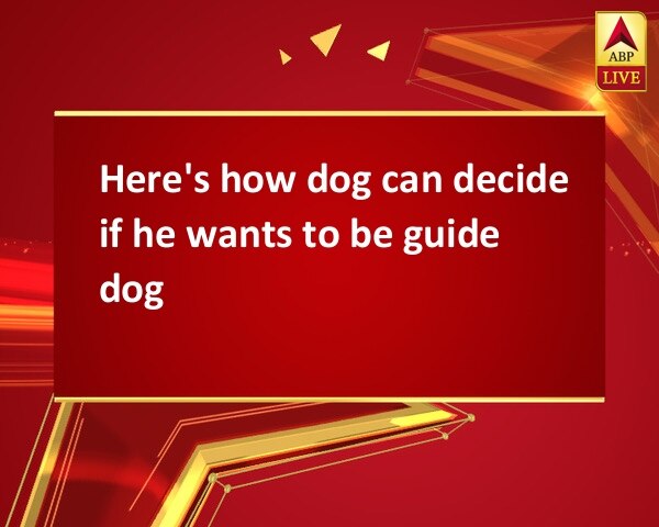 Here's how dog can decide if he wants to be guide dog Here's how dog can decide if he wants to be guide dog