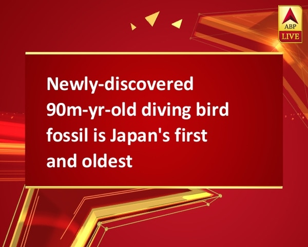 Newly-discovered 90m-yr-old diving bird fossil is Japan's first and oldest Newly-discovered 90m-yr-old diving bird fossil is Japan's first and oldest