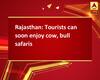 Rajasthan: Tourists can soon enjoy cow, bull safaris
