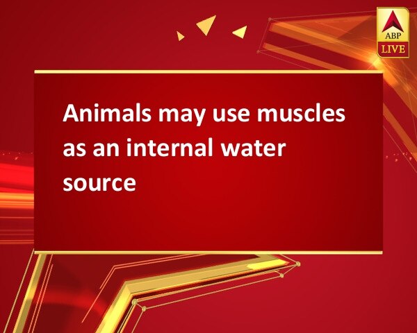 Animals may use muscles as an internal water source Animals may use muscles as an internal water source Animals may use muscles as an internal water source