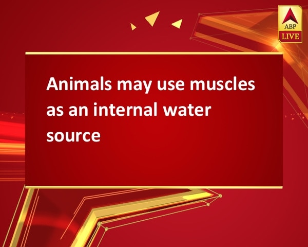 Animals may use muscles as an internal water source Animals may use muscles as an internal water source