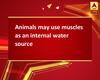 Animals may use muscles as an internal water source