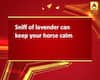 Sniff of lavender can keep your horse calm