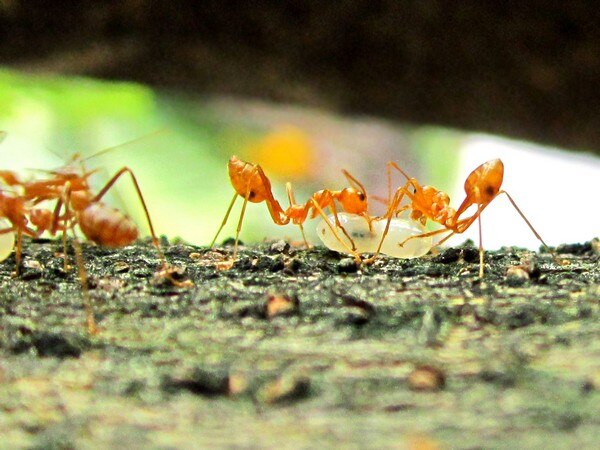 Ants' antibiotics can benefit humans Ants' antibiotics can benefit humans