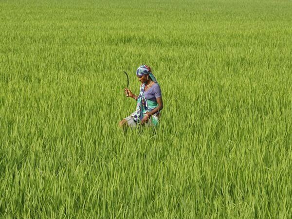 ASSOCHAM calls for greater attention to agri sector ASSOCHAM calls for greater attention to agri sector