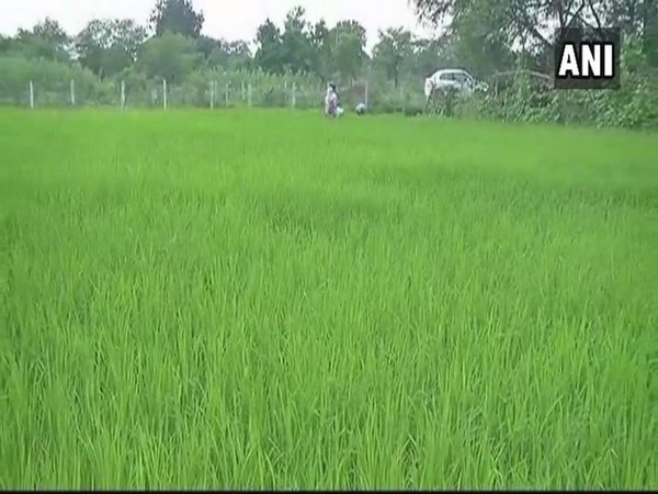 Chhattisgarh rice: A cure for cancer Chhattisgarh rice: A cure for cancer