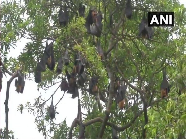 Coimbatore zoo takes precautionary measures against Nipah virus Coimbatore zoo takes precautionary measures against Nipah virus