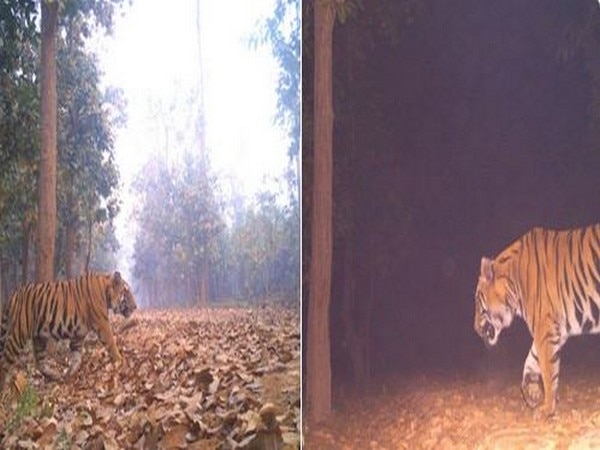 West Bengal: Tiger spotted in Lalgarh forest West Bengal: Tiger spotted in Lalgarh forest