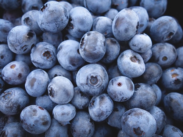 Blueberry vinegar can help fight dementia Blueberry vinegar can help fight dementia