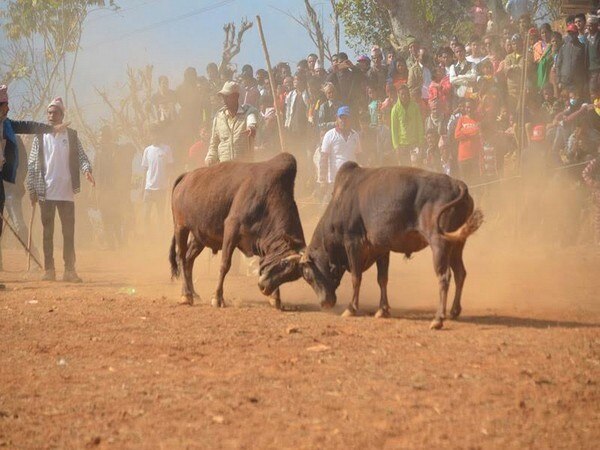 Ancient bull fighting festival begins in Nepal Ancient bull fighting festival begins in Nepal