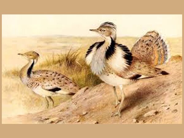 Lahore HC lifts ban on houbara hunting Lahore HC lifts ban on houbara hunting