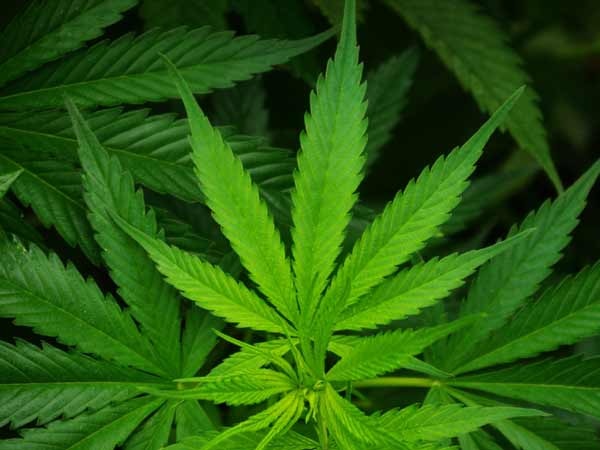 Albuquerque fifth-grader mistakenly passes marijuana in school Albuquerque fifth-grader mistakenly passes marijuana in school