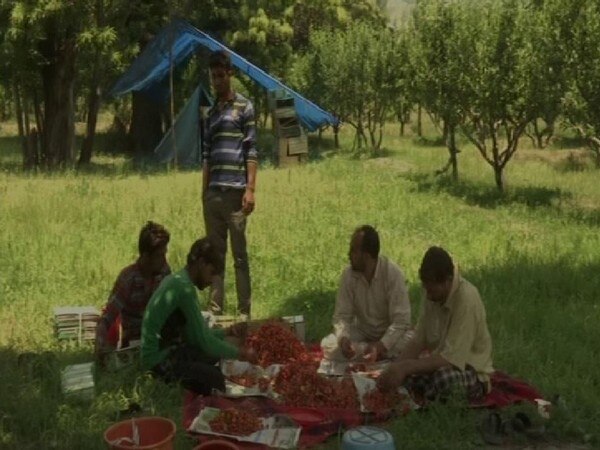 Life is a bowl of cherries for Kashmiri growers this year Life is a bowl of cherries for Kashmiri growers this year