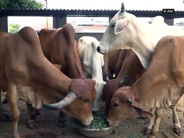 Hindu Gau Raksha Dal chief arrested in Shamli attack case Hindu Gau Raksha Dal chief arrested in Shamli attack case