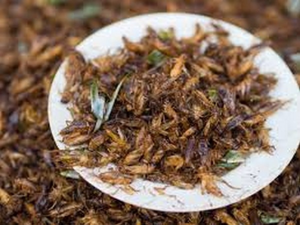 Eating crickets is good for your guts! Eating crickets is good for your guts!