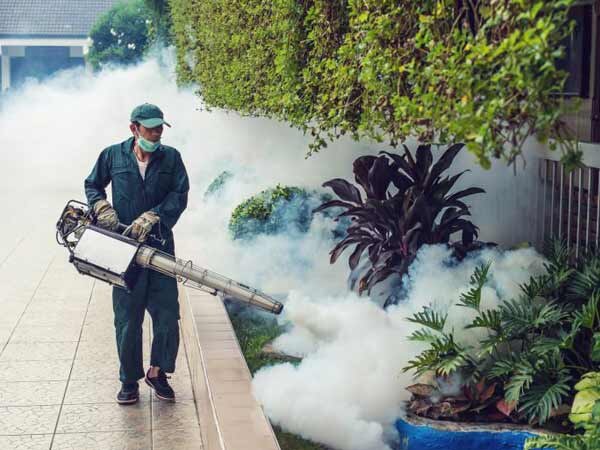 Punjab, Haryana HC seeks report from health administration in dengue menace Punjab, Haryana HC seeks report from health administration in dengue menace