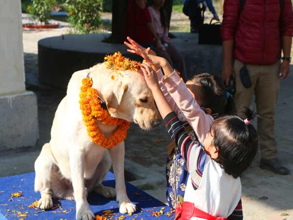 Dogs in Nepal get VIP treatment on second day of Tihar Dogs in Nepal get VIP treatment on second day of Tihar
