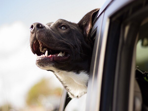 It's 'take your dog to work' day It's 'take your dog to work' day