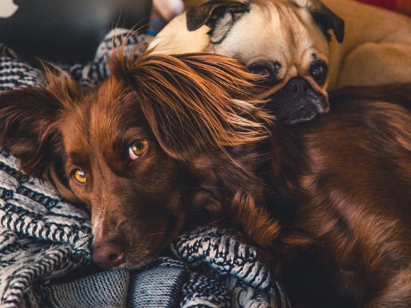 Oh, poodles! Dogs born in winter are healthier Oh, poodles! Dogs born in winter are healthier