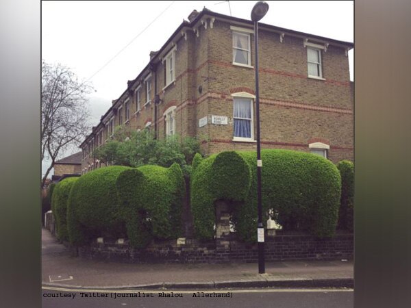 Architect's popular elephant-shaped hedges helping UK Charity  Architect's popular elephant-shaped hedges helping UK Charity