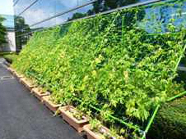 Japan's Kyocera using plants acting as green curtains on buildings to combat summer heat Japan's Kyocera using plants acting as green curtains on buildings to combat summer heat