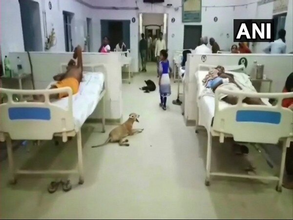 Stray dogs spotted inside Hardoi District Hospital wards Stray dogs spotted inside Hardoi District Hospital wards