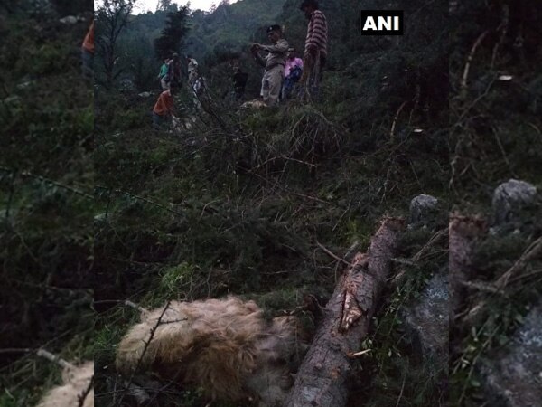 Man, 116 cattle killed after portion of hill collapsed in Himachal Man, 116 cattle killed after portion of hill collapsed in Himachal