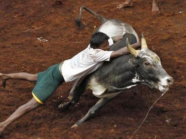 Animals welfare board issues guidelines for conduct of Jallikattu Animals welfare board issues guidelines for conduct of Jallikattu