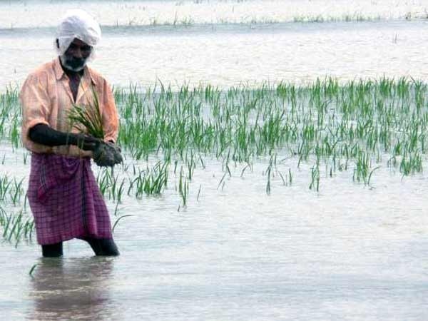 Floods in north and shortage of rainfall in southern states to affect Kharif output: ASSOCHAM Floods in north and shortage of rainfall in southern states to affect Kharif output: ASSOCHAM
