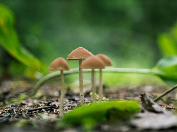 Magic mushrooms can treat depression: Study Magic mushrooms can treat depression: Study