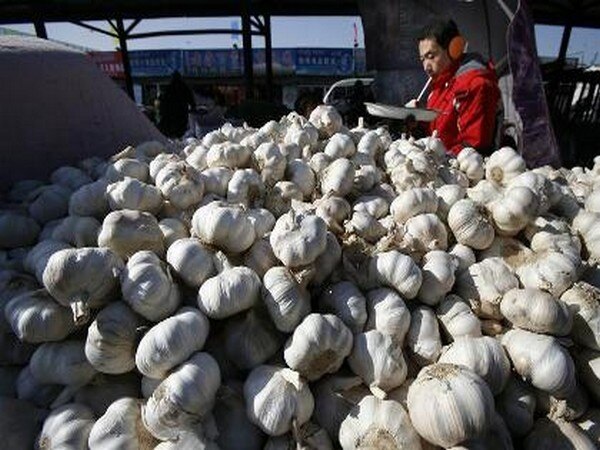 MP: Garlic farmers protest drop in selling prices MP: Garlic farmers protest drop in selling prices