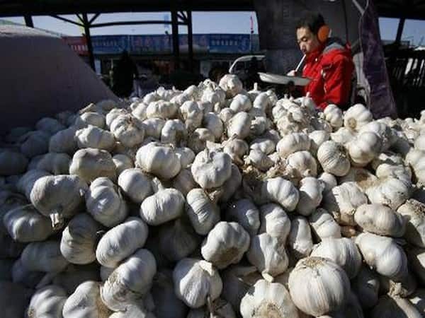MP: Garlic farmers protest drop in selling prices MP: Garlic farmers protest drop in selling prices