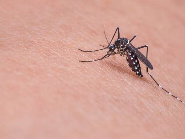 This anti-malaria drug may be new weapon against Zika