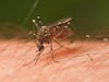 Monsoon effect: Malaria cases on the rise in Hyderabad