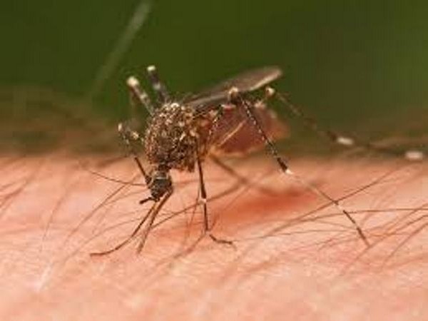 Mosquito menace flies high in Hyderabad Mosquito menace flies high in Hyderabad