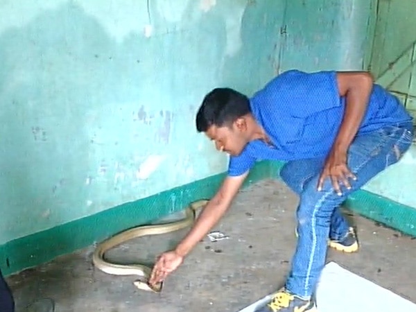 Odisha's 'Mowgli' has rescued 5000 snakes till date Odisha's 'Mowgli' has rescued 5000 snakes till date