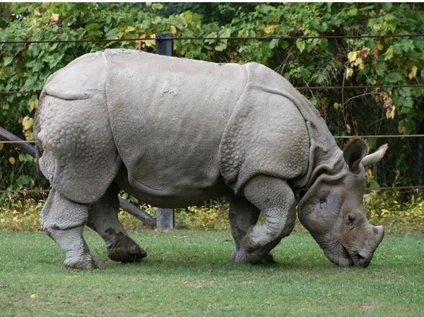 World's last surviving Rhino 'Sudan' dies World's last surviving Rhino 'Sudan' dies