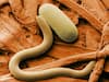 Roundworms avoid bad bacteria after smelling Nitric oxide