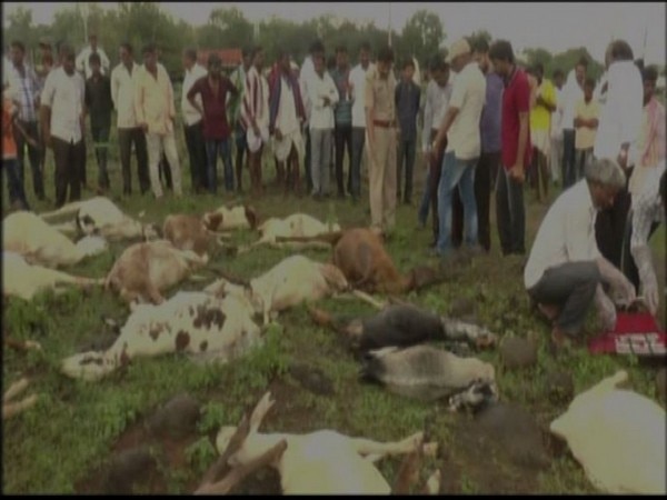 Karnataka: 34 sheep succumb to chemical poisoning Karnataka: 34 sheep succumb to chemical poisoning